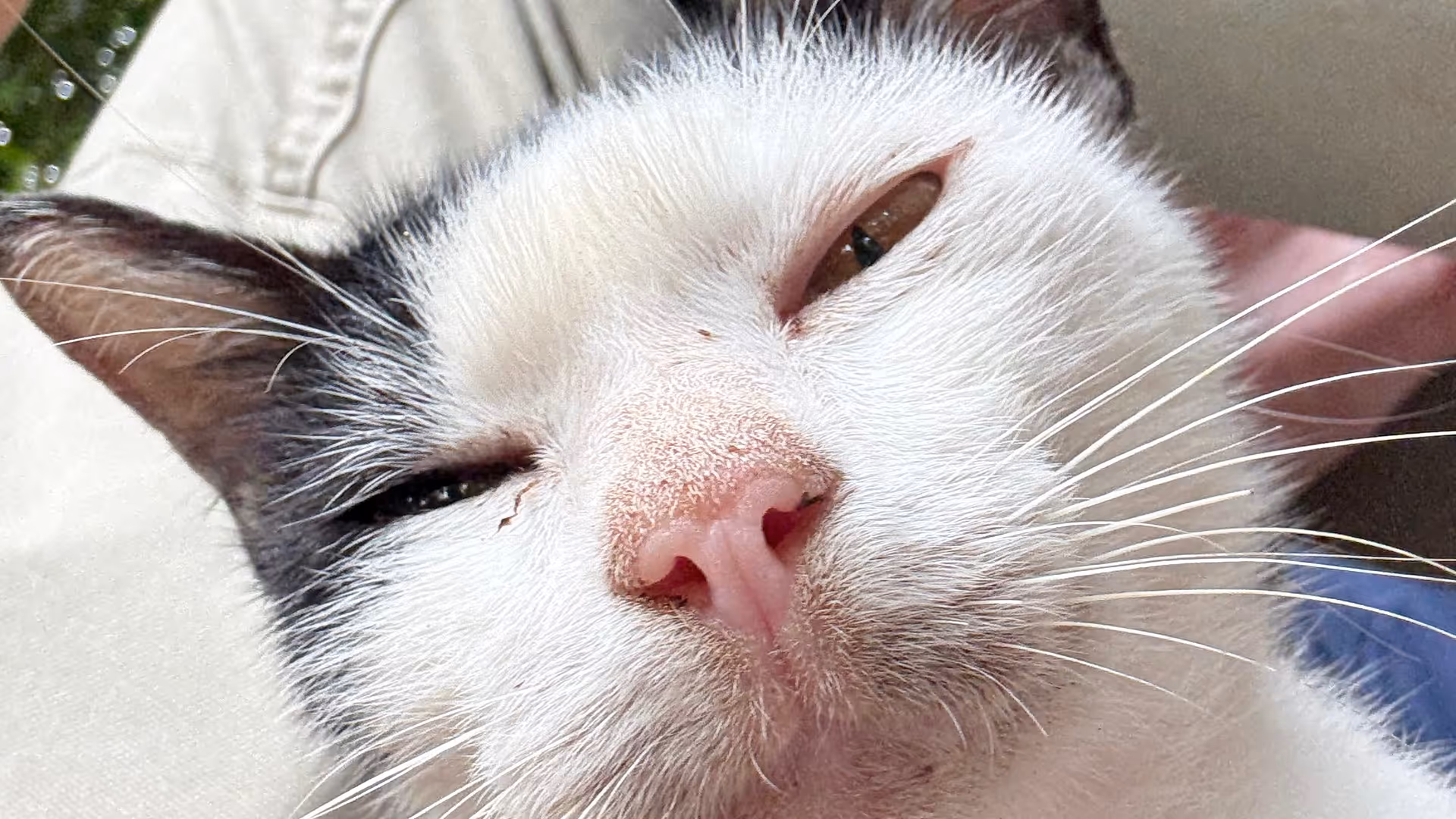 A funny, close-up selfie angle of a white cat looking slightly grumpy.