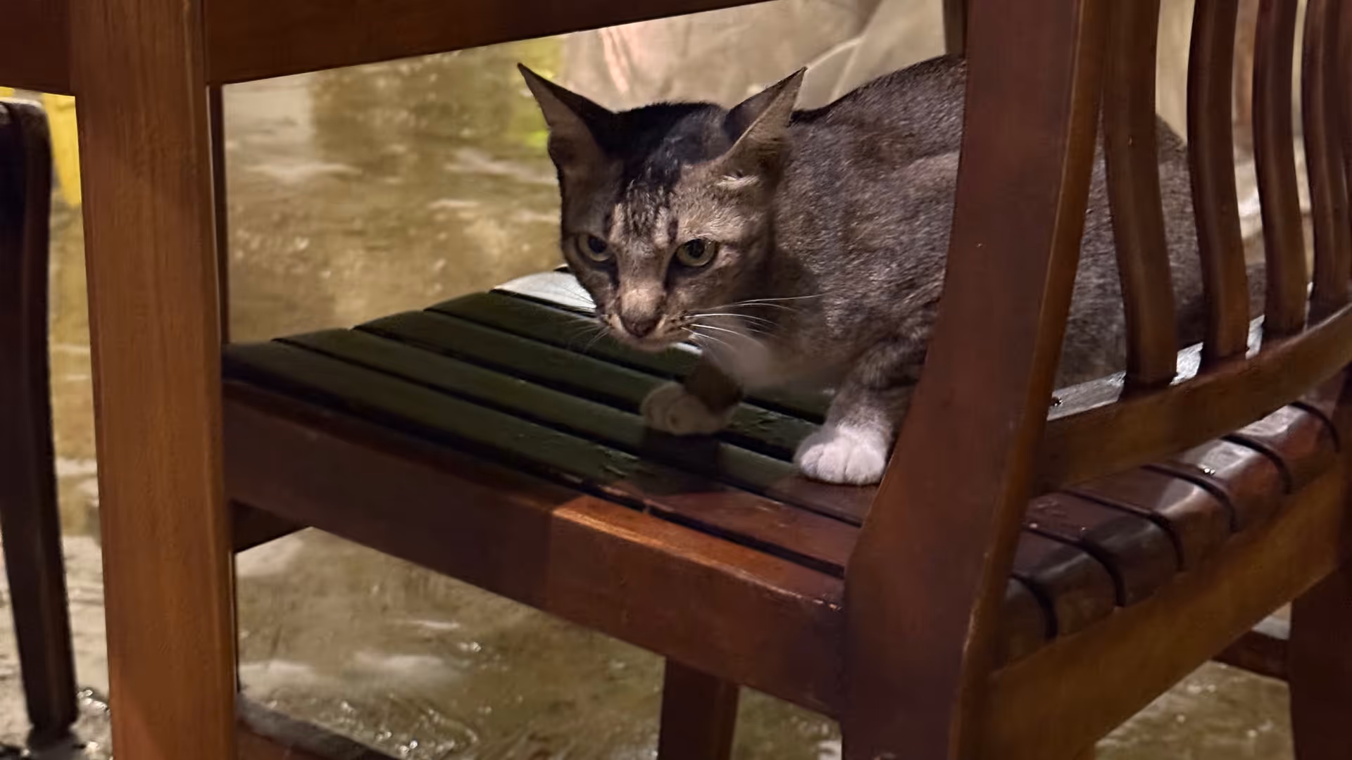 A tabby cat peeking out from the shadows under a wooden cafe table.