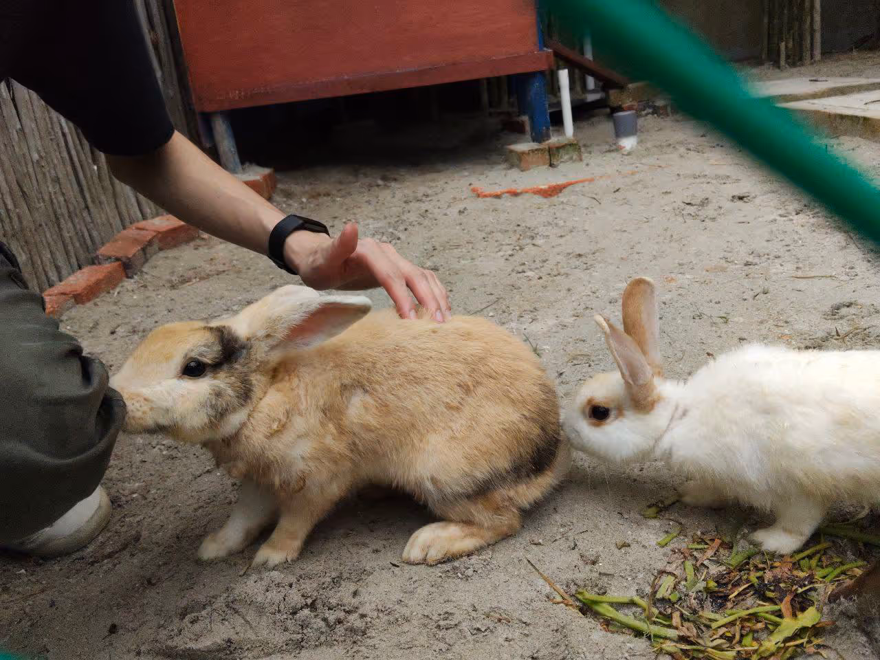 Two fluffy rabbits hanging out in a sandy enclosure.