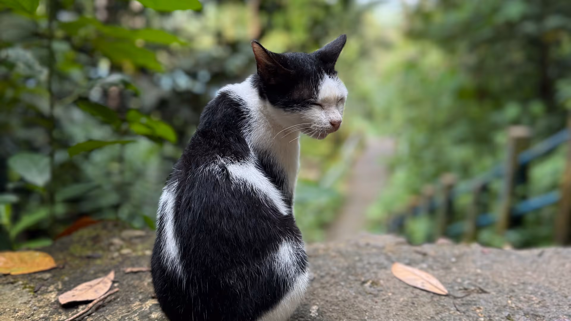A black and white cat sitting on a trail path surrounded by tropical greenery.