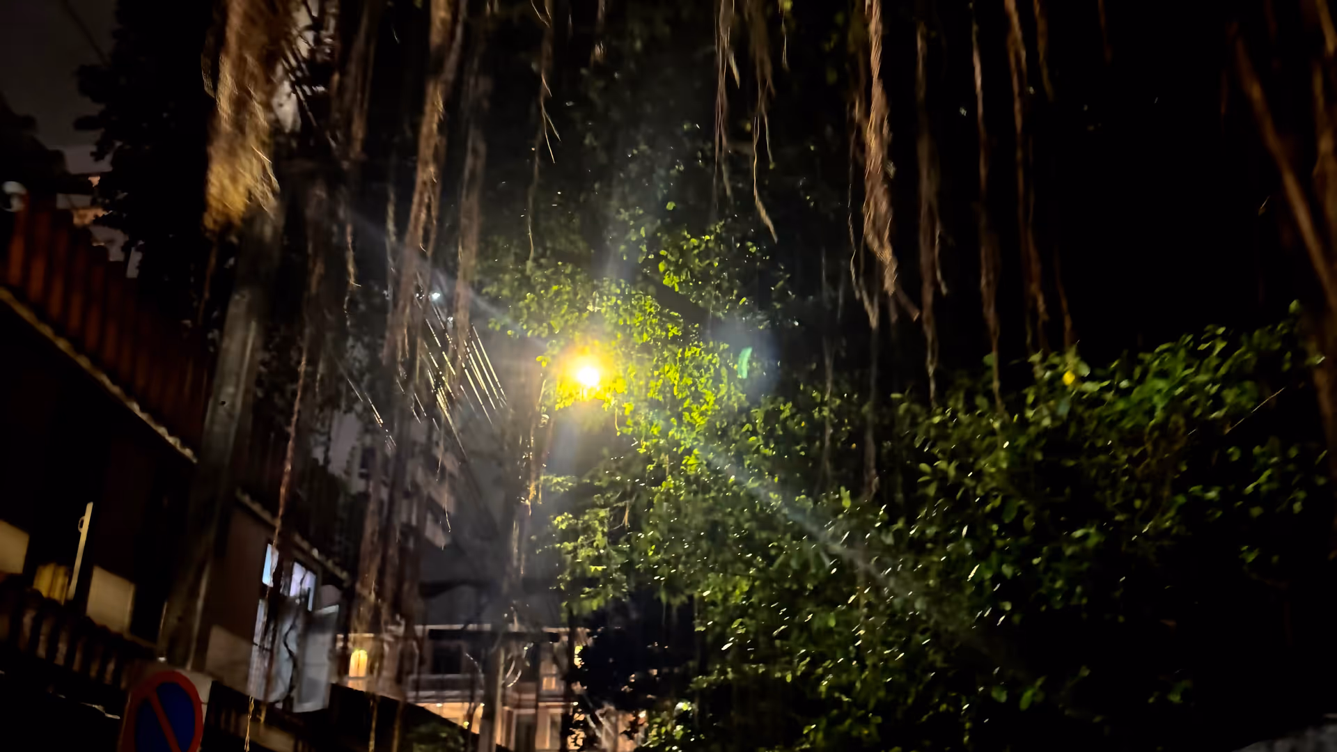 A street lamp illuminating long, hanging banyan tree roots in a dark alley at night.