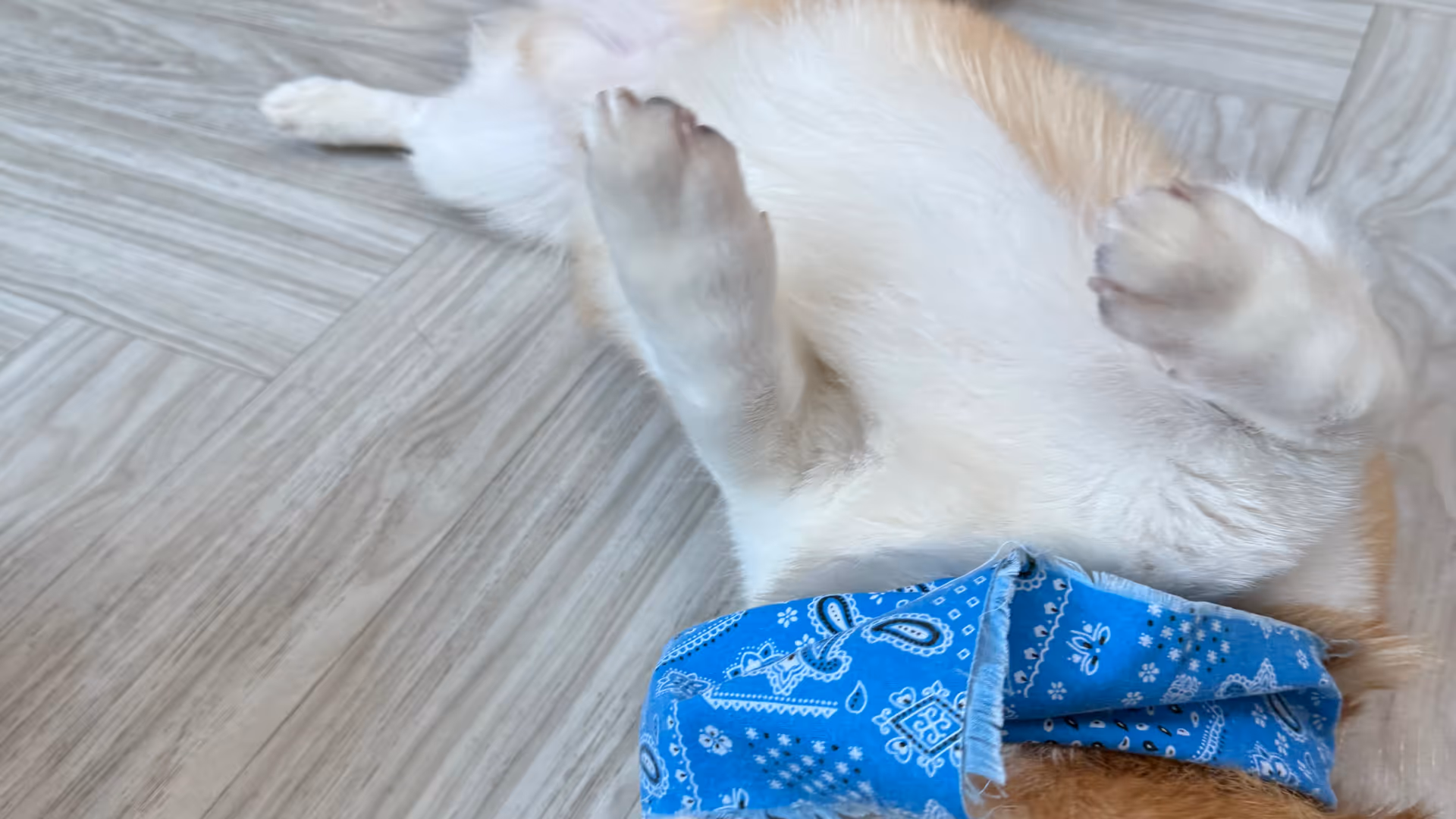 A corgi lying upside down on the floor while a French bulldog sniffs it, both wearing blue bandanas.