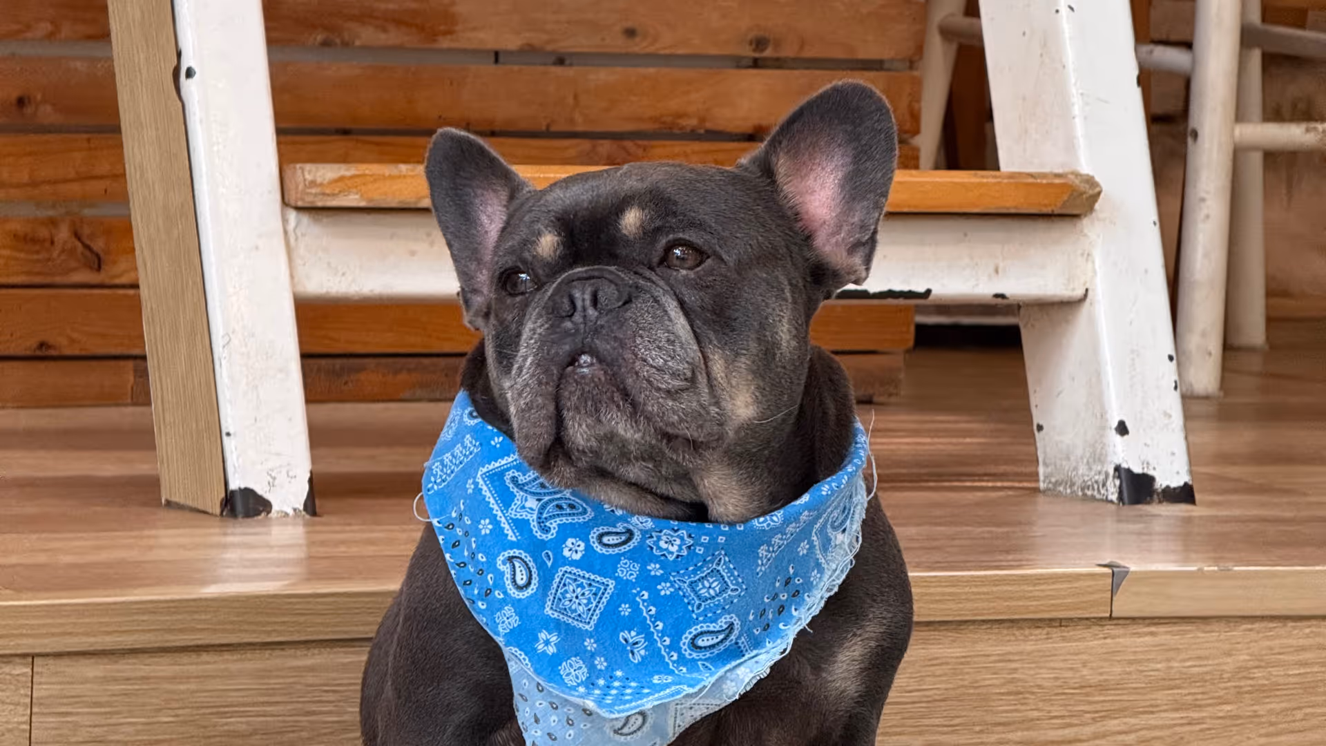 A dark French bulldog sitting upright and looking up, wearing a blue paisley bandana.