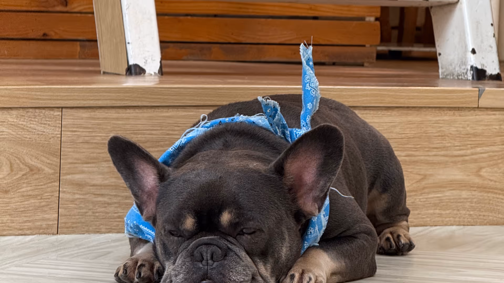 A French bulldog fully asleep on the floor, blue bandana resting loosely around its neck.
