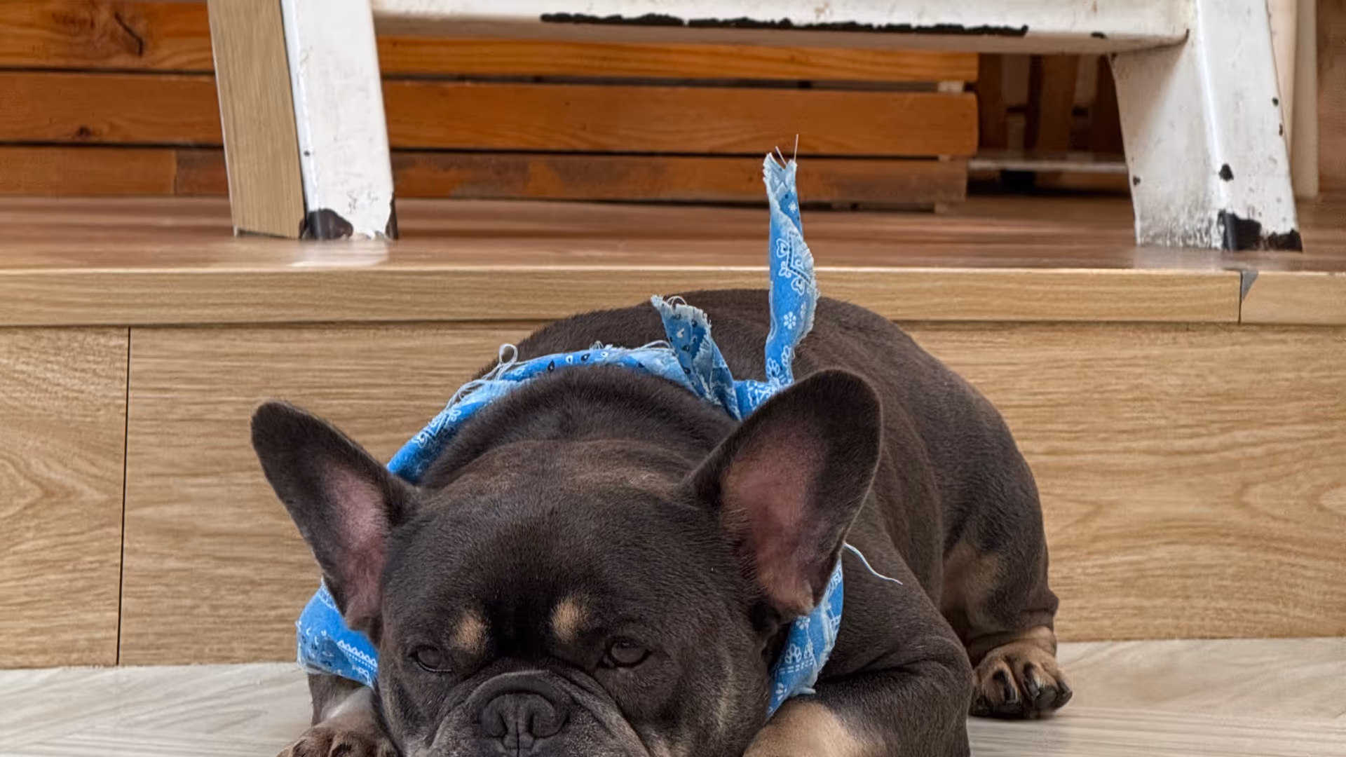 A French bulldog lying flat on the floor with heavy, half-open eyes and a blue bandana.