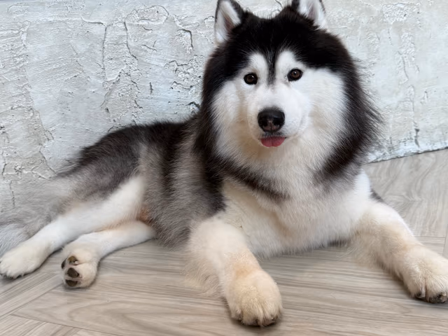 A large fluffy black and white Husky lying on a light wood floor looking at the camera.