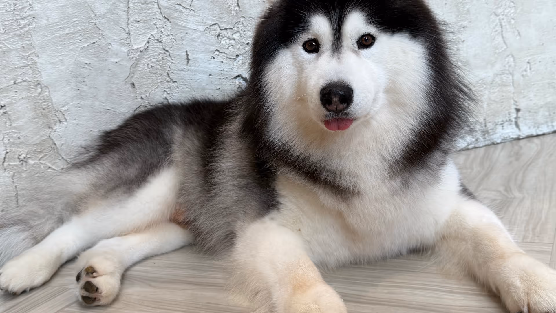 A fluffy black and white Husky lying with paws stretched out, tongue peeking out, looking at the camera.