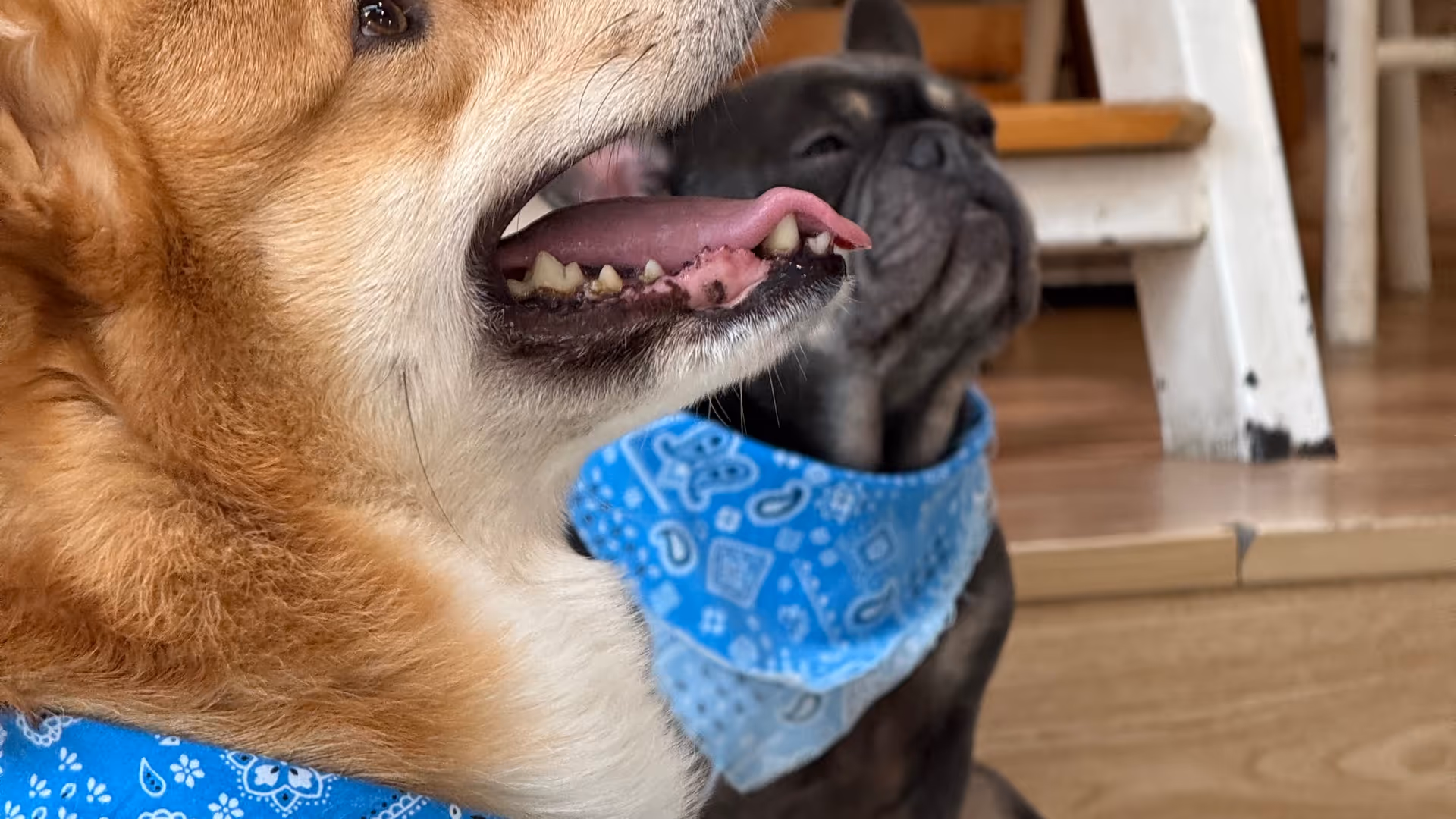 A corgi and a French bulldog sitting side by side, both looking up with mouths open and blue bandanas.