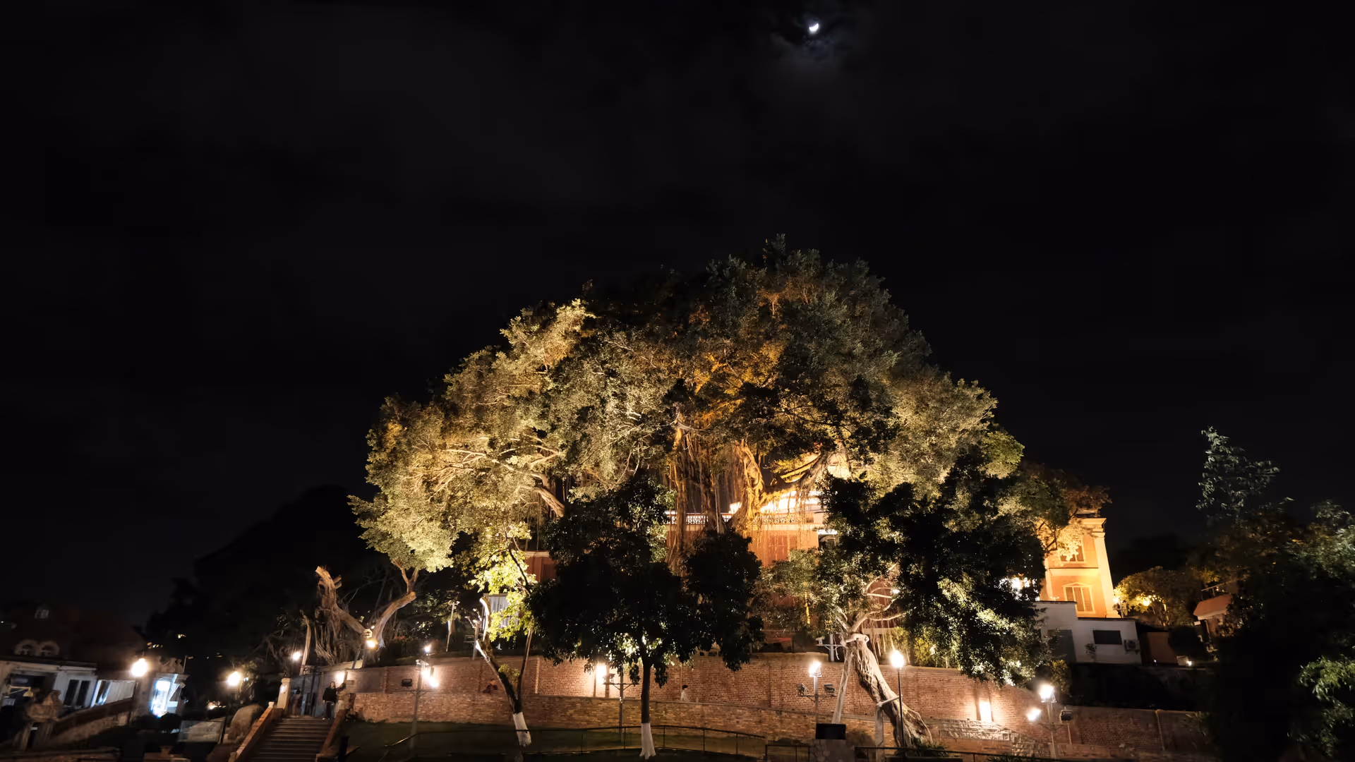 A large banyan tree dramatically lit from below at night on Gulangyu Island, a full moon visible above it.