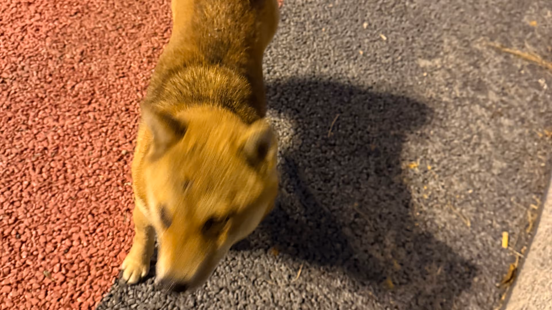 A small golden puppy sitting on a red and grey pavement in Liyang at night.