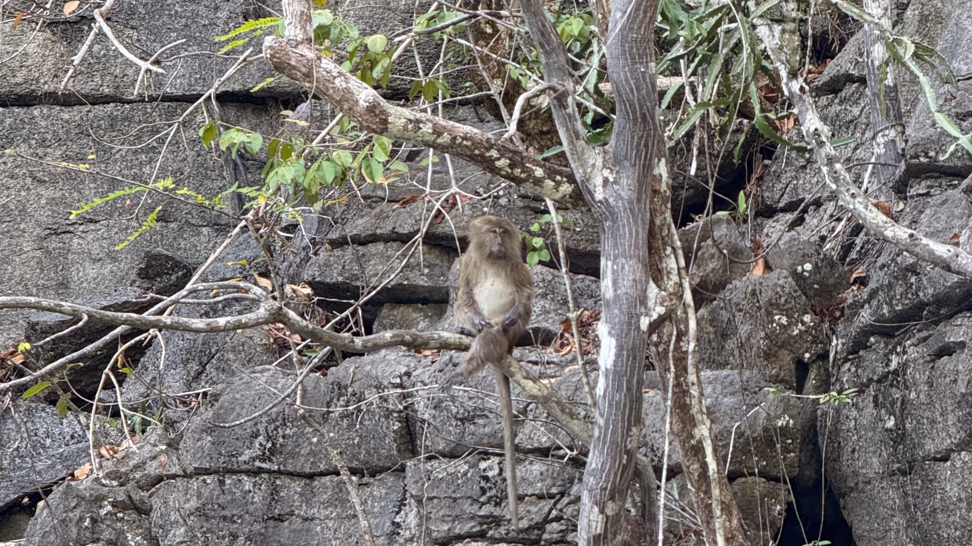 A lone macaque sitting on a branch against a rugged, grey limestone rock face.