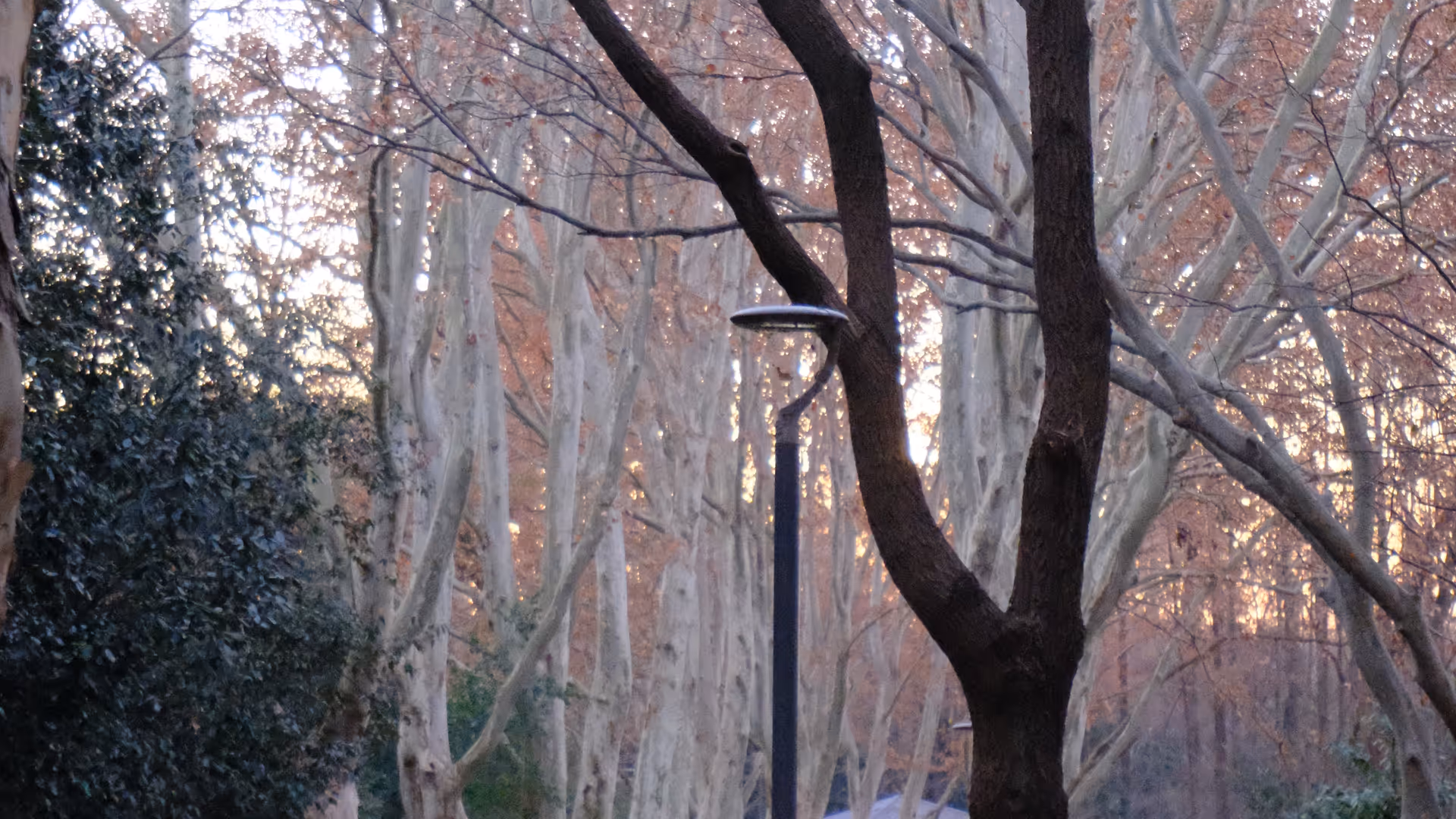 A wide tree-lined avenue near the Sun Yat-sen Mausoleum, bare branches glowing amber in the early morning light.
