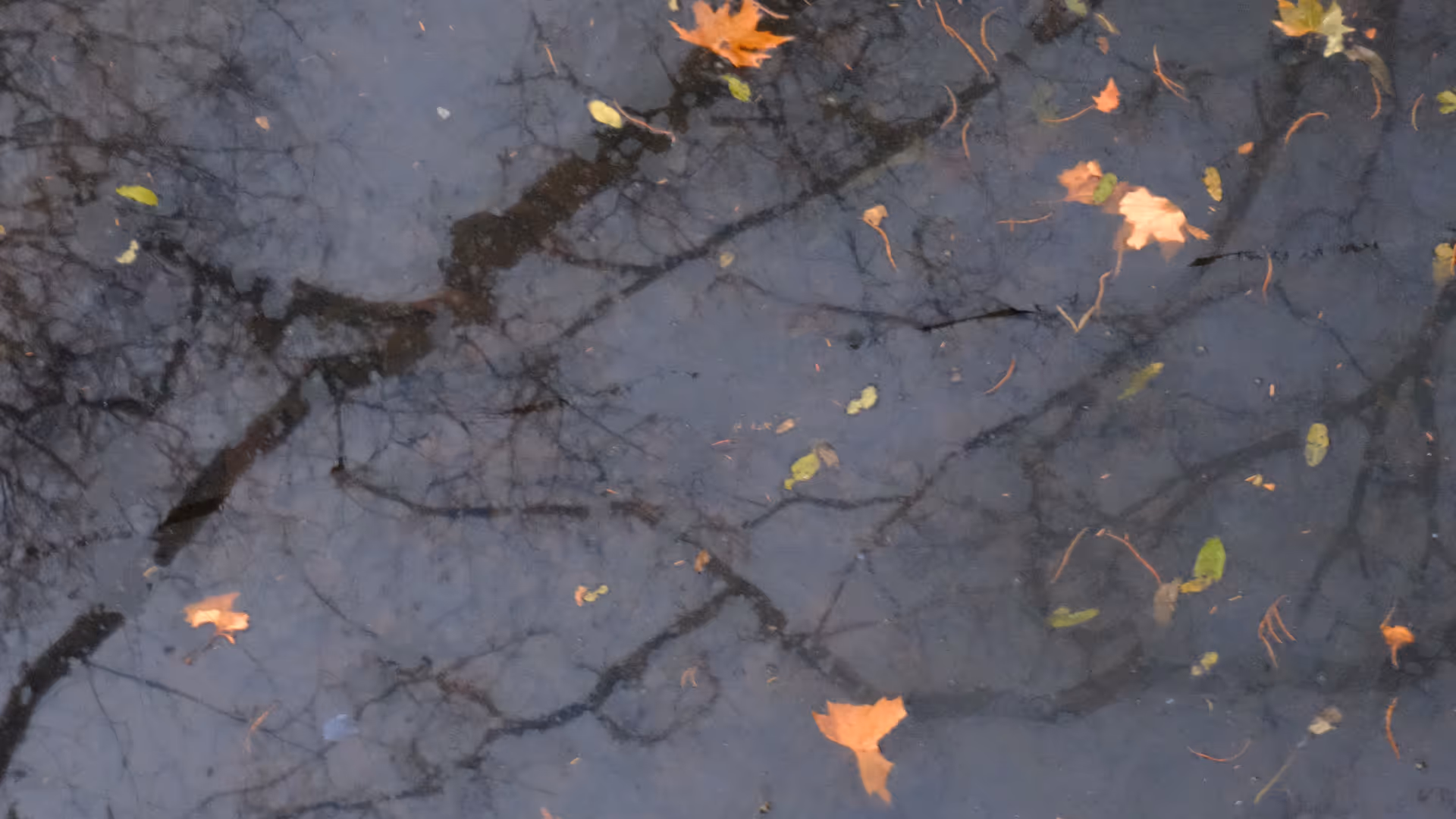 Autumn leaves trapped in a thin sheet of ice on a frozen puddle, branches reflected on the surface.