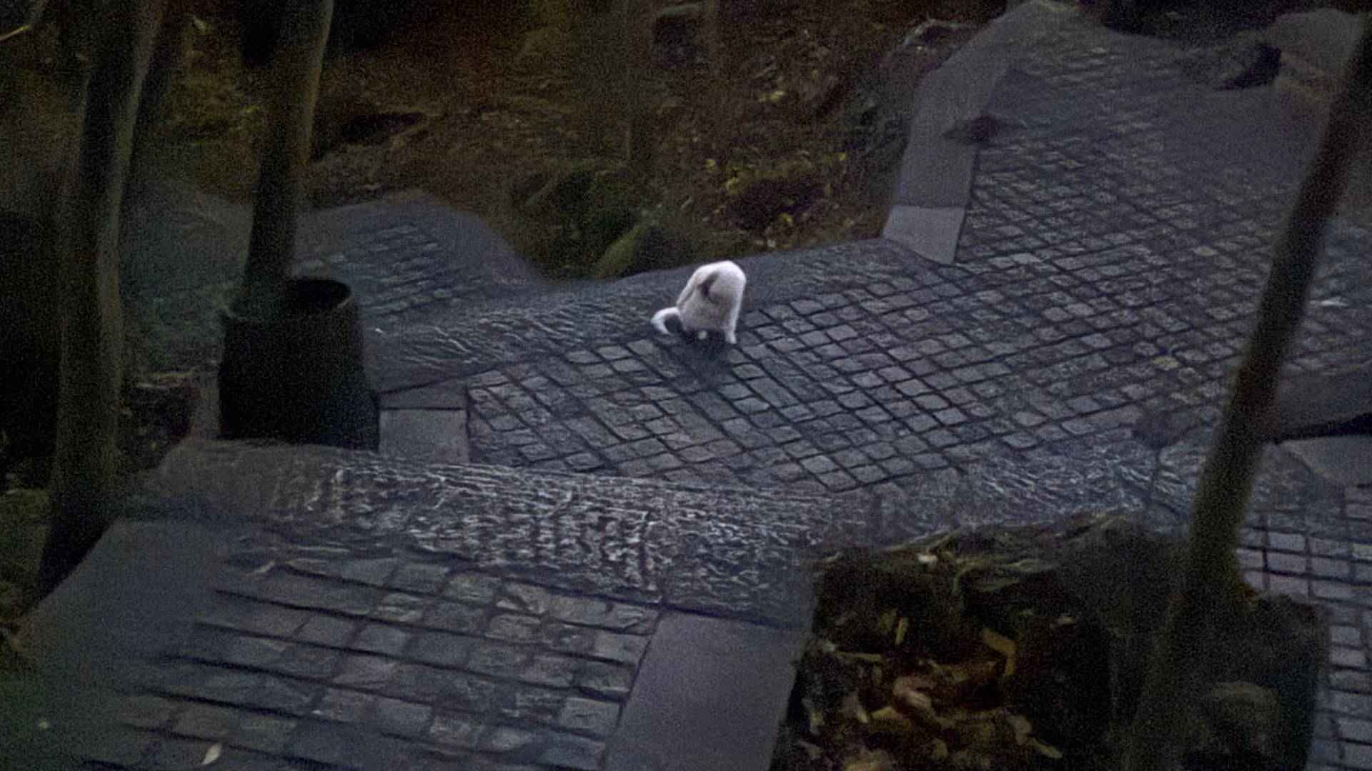 A lone white cat sitting on an icy stone path on Purple Mountain, surrounded by dark frozen tree roots and wet pavement.