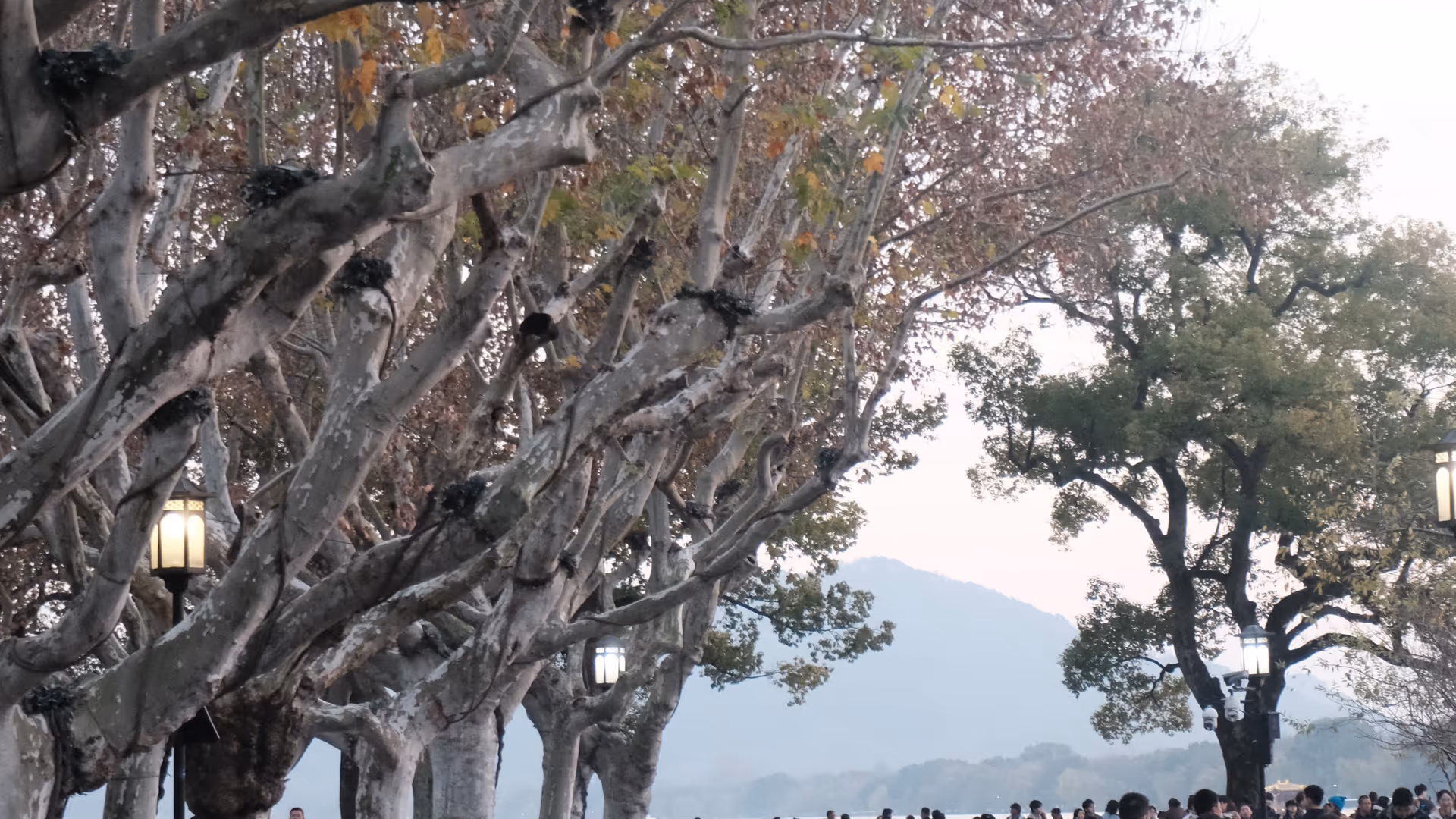 A row of tall plane trees along the West Lake causeway in winter fog, their bare branches catching the last of the afternoon light.