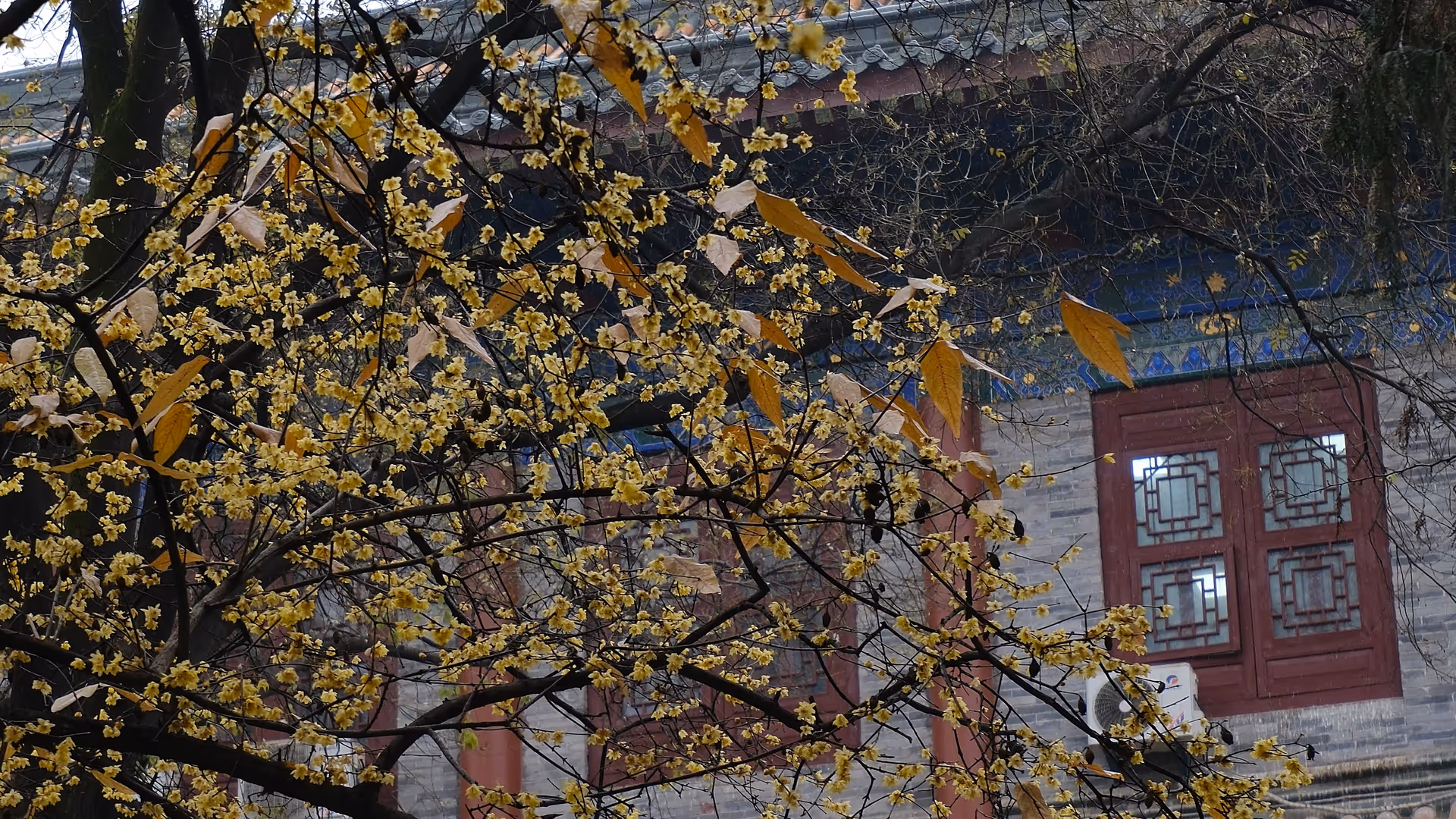 Bright yellow autumn leaves clinging to bare branches against the ornate facade of a Xi'an temple.